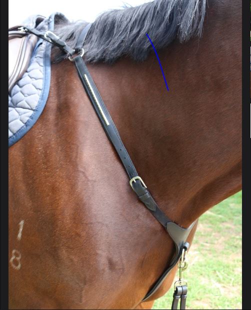 Kentaur 'Arras' Breastplate - Image 4